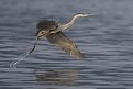 Heron Takes Flight