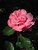 delicate like a flower