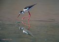 Picture Title - Black-necked Stilt