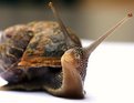 Picture Title - Pride of a Posing Snail