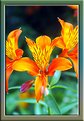 Picture Title - orange flower