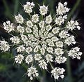 Picture Title - Queen-Anne-lace