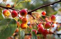 Picture Title - Morning Berries