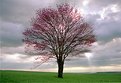 Picture Title - tree and light