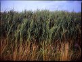 Picture Title - Dune Field