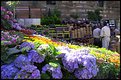 Picture Title - Flowersmarket