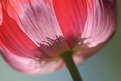 Picture Title - poppy