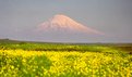 Picture Title - Mount Ararat