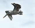 Picture Title - Pelican 1