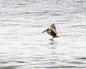 Picture Title - Pelican 3