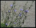 Picture Title - Weeds on Front Street