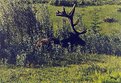 Picture Title - elk at rest