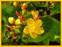 Picture Title - Berry forming flowers