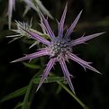 Picture Title - "Star" Thistle