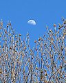 Picture Title - Moon Over Trees