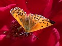 Picture Title - Lesser Marbled Fritillary