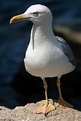 Picture Title - Sea gull