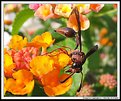Picture Title - Wasp (Vespa)