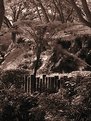 Picture Title - Busch Gardens Fern