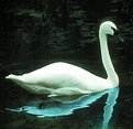 Picture Title - Swan