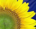 Picture Title - Sunflower