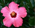 Picture Title - Pink Hibiscus