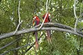 Picture Title - Macaws