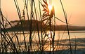 Picture Title - Sea Oats by the Grove