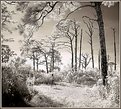 Picture Title - A stroll thru the scrub pines...Infrared