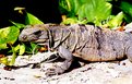 Picture Title - Iguana