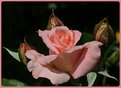Picture Title - Pink on Pink