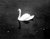 Infrared Swan