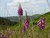 Flowers on Saddleworth Moor