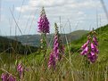 Picture Title - Flowers on Saddleworth Moor
