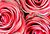 Rosey Roses...