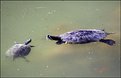 Picture Title - Chat in the lake