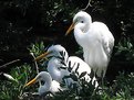 Picture Title - Nesting Egrets