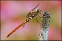 Picture Title - Dragonfly in Color