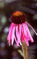 Picture Title - Coneflower in the Morning