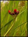 Picture Title - Indian Paintbrush