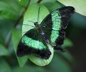 Picture Title - Emerald Swallowtail