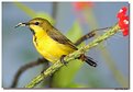 Picture Title - Sunbird in the Morning