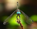Picture Title - Athletic dragonfly