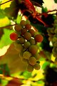 Picture Title - california grapes