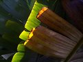 Picture Title - Cambural ( banana tree)