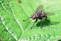 Picture Title - Horse fly