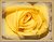 Yellow rose