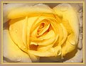 Picture Title - Yellow rose