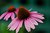 Echinacea's Beauty