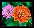 Picture Title - Zinia